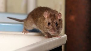 _89818654_rat-bathroom-think-976[1]