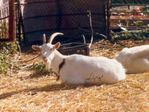 white_goat_wallpaper[1]